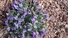 Oxytropis multiceps