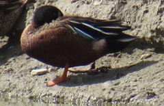 Spatula clypeata × cyanoptera