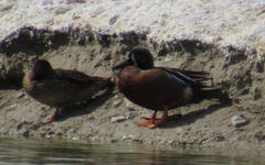 Spatula clypeata × cyanoptera