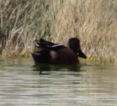 Spatula clypeata × cyanoptera