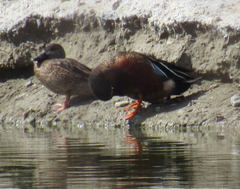 Spatula clypeata × cyanoptera