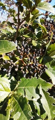 Viburnum tinus