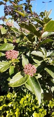 Viburnum tinus