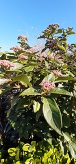 Viburnum tinus