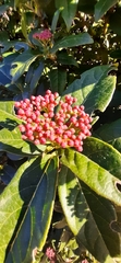 Viburnum tinus
