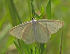 Scopula ternata