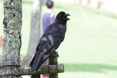 Corvus macrorhynchos