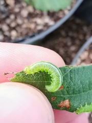 Pristiphora pallidiventris