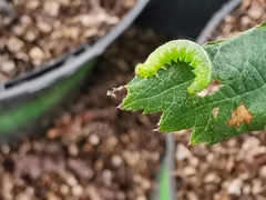 Pristiphora pallidiventris