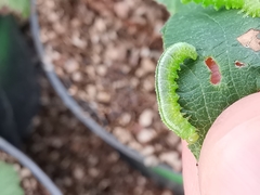 Pristiphora pallidiventris