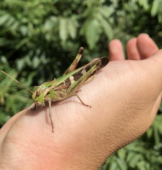 Gastrimargus marmoratus