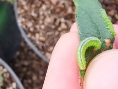 Pristiphora pallidiventris