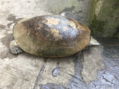 Dermatemys mawii