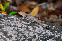 Ctenosaura melanosterna