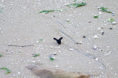 Papilio demetrius demetrius