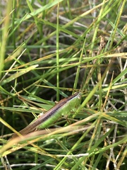 Conocephalus maculatus