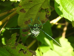 Sternotomis virescens
