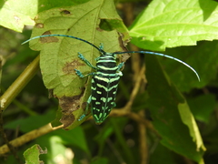 Sternotomis virescens