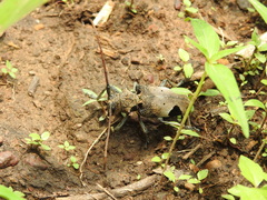 Phryneta leprosa