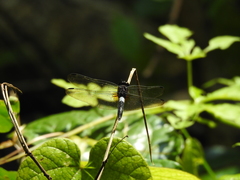 Hadrothemis camarensis
