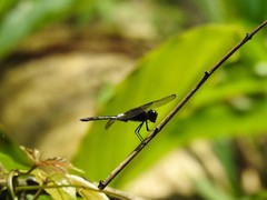 Hadrothemis camarensis