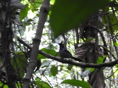 Trochocercus nitens