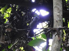 Trochocercus nitens