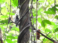 Trochocercus nitens