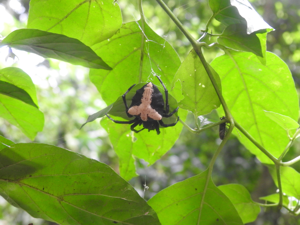 Large Spiky Orb-web Spider