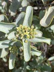Santalum ellipticum