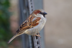 Passer domesticus