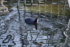 Fulica atra