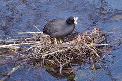 Fulica atra