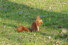Sciurus vulgaris