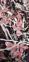 Berberis