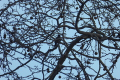 Sturnus