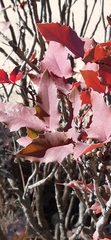 Berberis