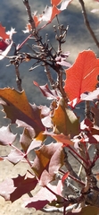 Berberis