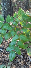 Berberis