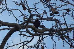 Sturnus