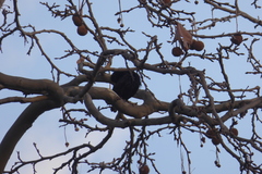 Sturnus