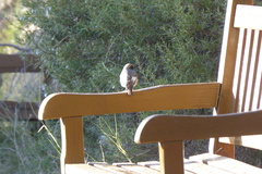 Phoenicurus ochruros