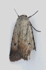 Euagrotis