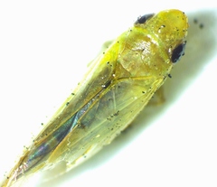 Neocoelidia tuberculata