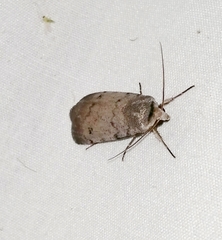 Euagrotis