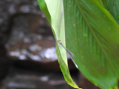 Pseudagrion grilloti