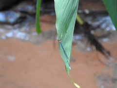Pseudagrion grilloti