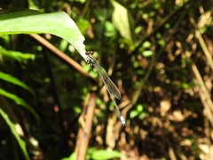 Pseudagrion grilloti