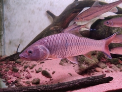 Hampala macrolepidota