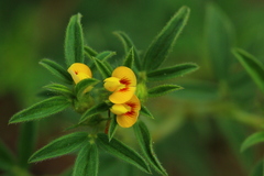 Stylosanthes fruticosa